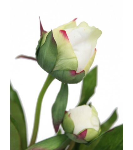 Pivoine herbacée artificielle