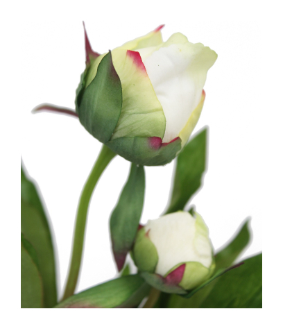 Pivoine herbacée artificielle