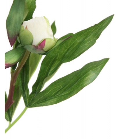 Pivoine herbacée artificielle