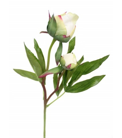 Pivoine herbacée artificielle