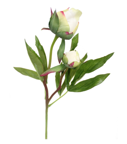Pivoine herbacée artificielle