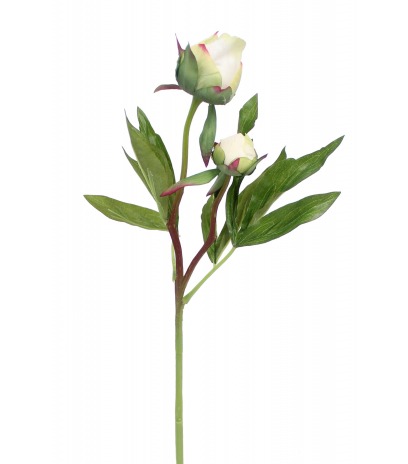 Pivoine herbacée artificielle