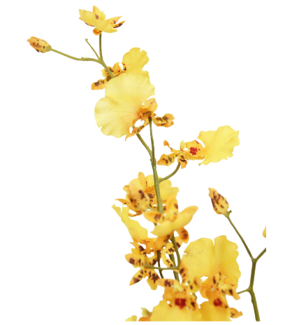 Oncidium artificiel jaune