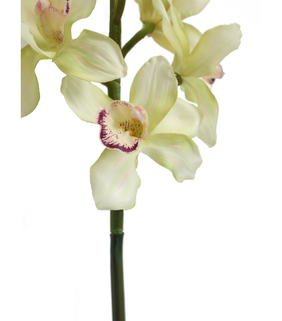 Cymbidium artificiel crème