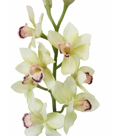 Cymbidium artificiel crème