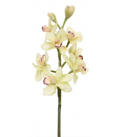 Cymbidium artificiel crème