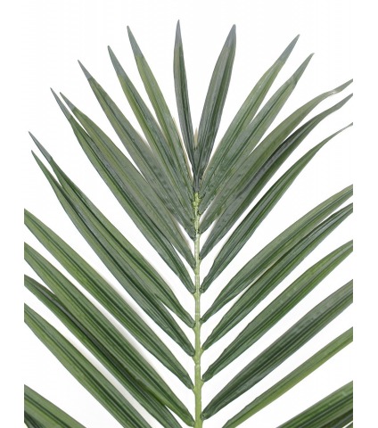 Feuille de palmier majestueux