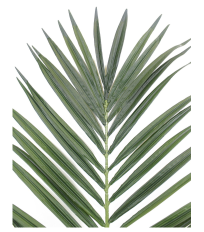 Feuille de palmier majestueux