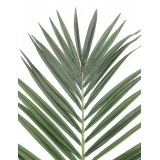 Feuille de palmier majestueux