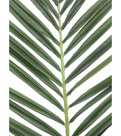 Feuille de palmier majestueux