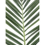 Feuille de palmier majestueux