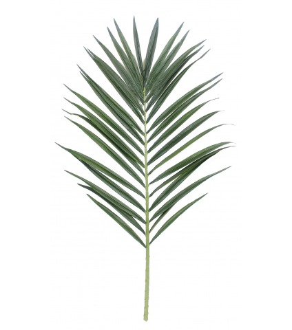 Feuille de palmier majestueux