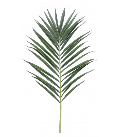 Feuille de palmier majestueux