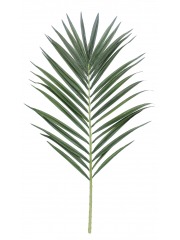 Feuille de palmier majestueux