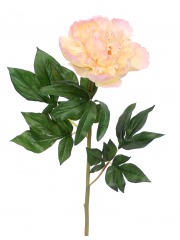 Fleur de pivoine rosace