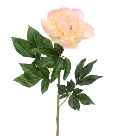 Fleur de pivoine rosace