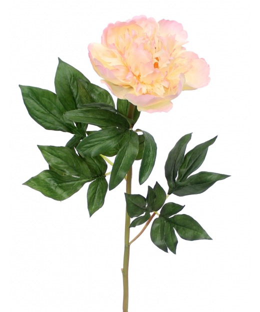 Fleur de pivoine rosace