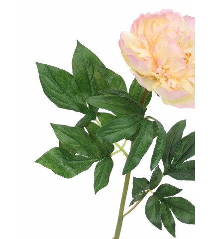 Fleur de pivoine rosace