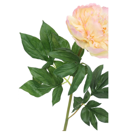 Fleur de pivoine rosace