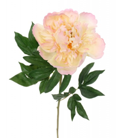 Fleur de pivoine rosace