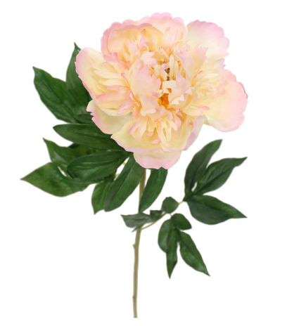 Fleur de pivoine rosace