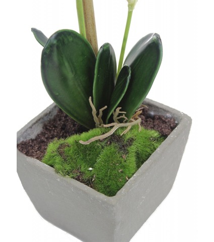 Phalaenopsis artificiel mini