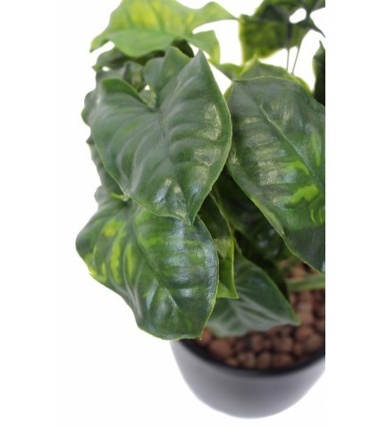 Syngonium artificiel