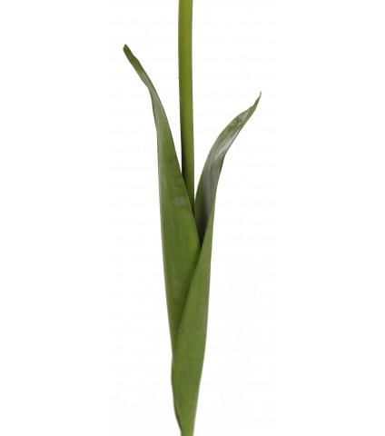 Tulipe artificielle blanche