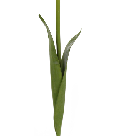Tulipe artificielle blanche