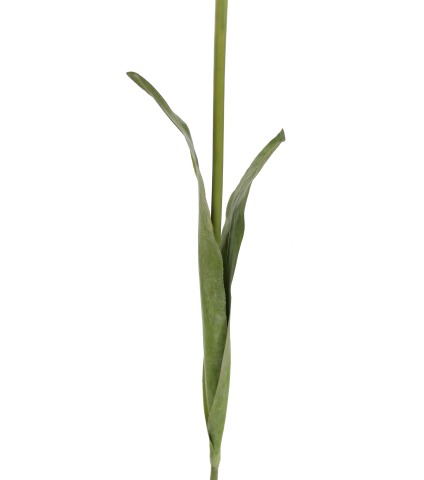 Tulipe verte et blanche