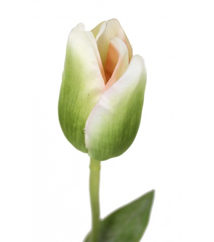 Tulipe verte et blanche