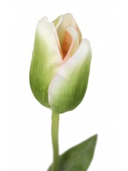 Tulipe verte et blanche