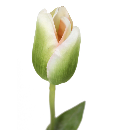 Tulipe verte et blanche