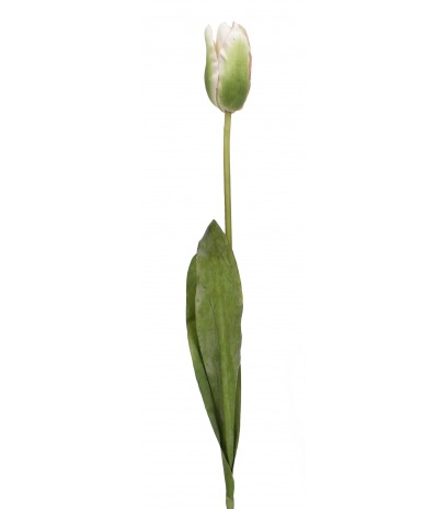 Tulipe verte et blanche