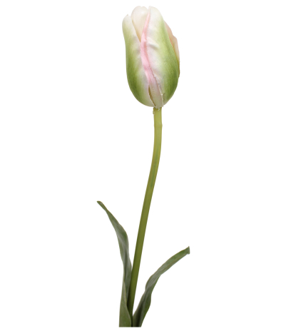 Tulipe verte et blanche