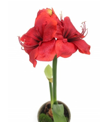 Amaryllis artificiel pot terre