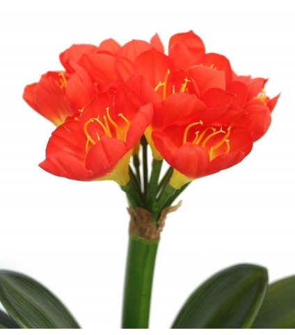 Clivia artificiel