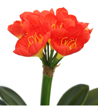Clivia artificiel