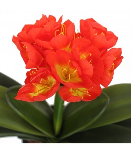 Clivia artificiel