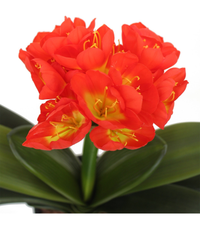 Clivia artificiel