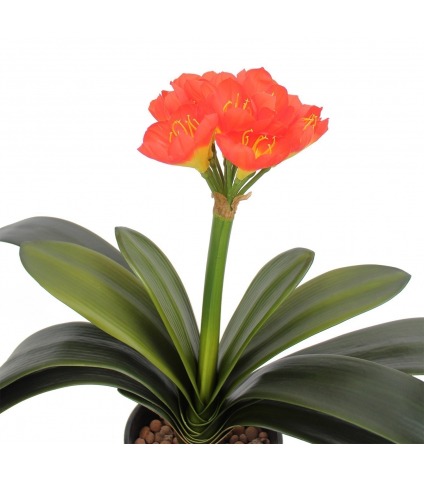 Clivia artificiel