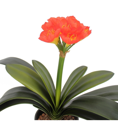 Clivia artificiel