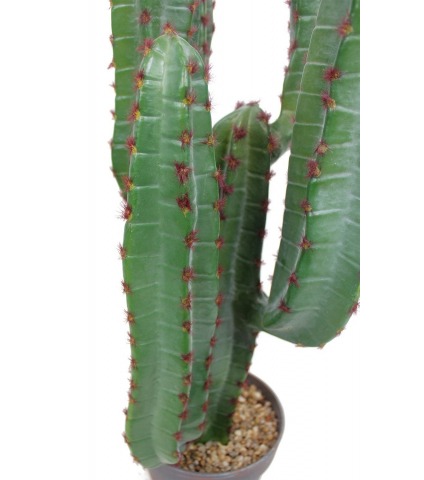 Cactus euphorbe artificiel