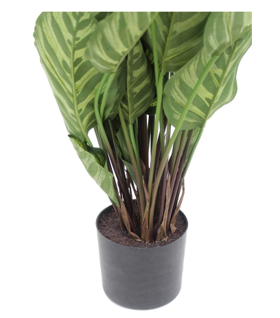 Maranta artificiel