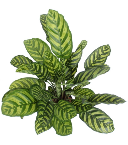 Maranta artificiel