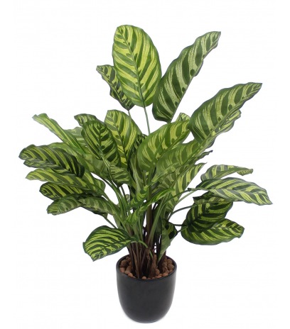 Maranta artificiel
