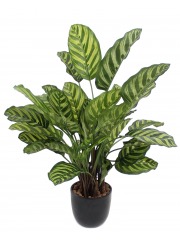 Maranta artificiel