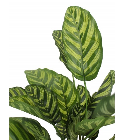 Maranta artificiel