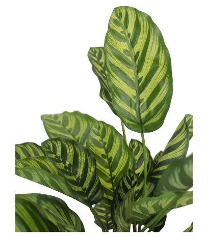 Maranta artificiel