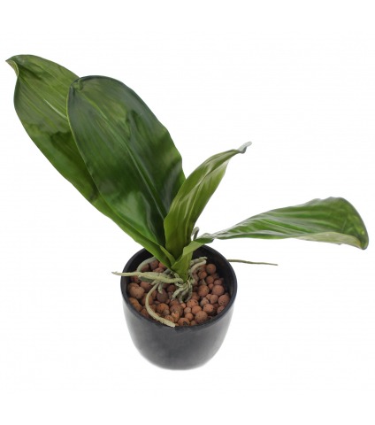 Phalaenopsis artificielle en feuilles
